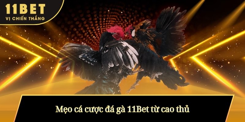 Mẹo cá cược đá gà 11Bet từ cao thủ
